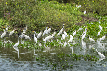 Egrets and Wood Storks in shallow water ponds along the Transpanatareia highway, Brazil