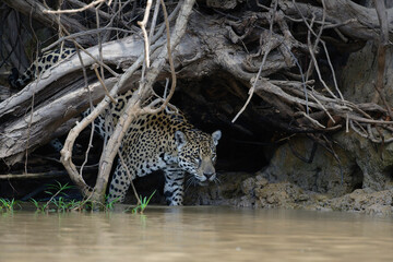 jaguar emerging from under tree roots and and undercut bank along the Cuiaba River, Pantanal, Brazil