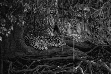 Large jaguar asleep at the foot of a large tree in the Pantal - black and white