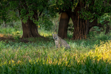 Sunset vigil, Jaguar overlooking Pantanal meadow during golden hour- long grass with tree grove backdrop