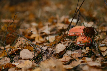 Amanita muscaria Macro photo. Concept of environment and nature of autumn forest in detail. Two fly agarics grow side by side in the autumn forest among fallen yellow leaves.