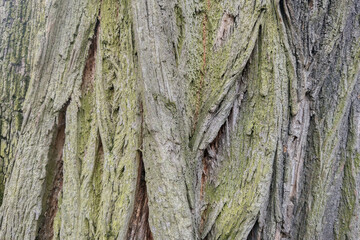 The texture of the bark of the tree. Background of old wood, seamless background.