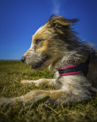 Sweet young dog plays at the park