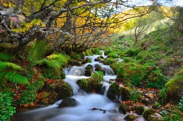 Arroyo con efecto seda entre arboles y piedras