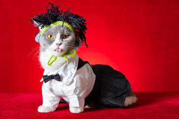 british shorthair cat with skirt and punk style wig on red
