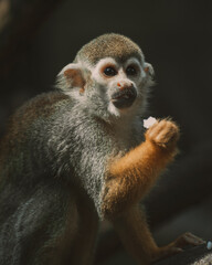 Closeup monkey at the zoo