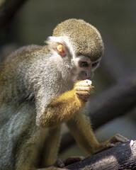 closeup monkey at the zoo