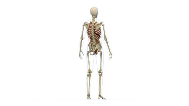 人体男性の骨格と内蔵