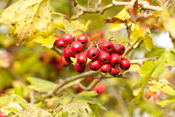 Close-up of a cluster of ripe, bright red hawthorn berries, also known as haws growing on a hawthorn hedgerow (Crataegus monogyna) in autumn.