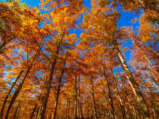 Gorgeous autumn panorama of a scenic forest with lots of warm sunshine in the italian mountain