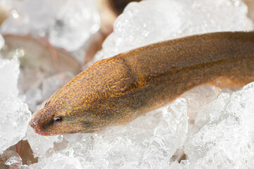 Head and body of Thai eel (Monopterus Albus) on the ice