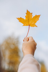 Close-up of child hands holding yellow autumn maple leaf. Autumn background. Selective focus