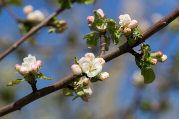 The apple tree (lat. Malus domestica), of the family Rosaceae.