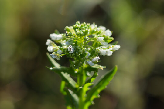 The  field pennycress (lat. Thlaspi arvense), of the family Brassicaceae. Central Russia.