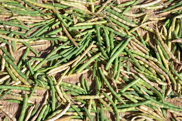 アズキの日干し