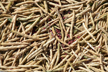 アズキの日干し