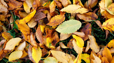 directly above shot of yellow and brown fallen autumn leaves on the ground in the grass, top view, autumnal background