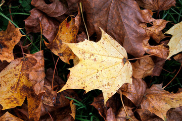 fallen autumn leaves on the ground