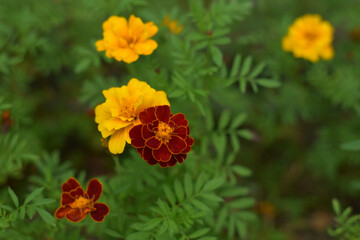 Blooming orange autumn flowers in the garden