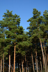 Beautiful pine forest and blue sky