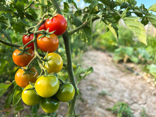 Cherry tomatoes, fresh red ripe and unripe green cherry tomatoes hanging on the vine of tomato plant. Beautiful sunny day in organic farm, gardening background, copy space. Horticulture concept idea.