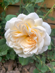 Beautiful roses in summer garden. Studio Photo