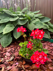 Beautiful pellargonium flower growing in garden. Studio Photo