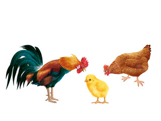 coq, poule, oiseau, ferme, oeuf, coloré, étonné, étonnant, regardant, français, domestique, couple, nature, volaille, lgbt, poussin, bleu, rose, vert, drapeau, nationaliste, Européen, 