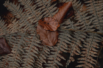 wood background. Leaves