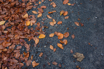 background with yellow autumn leaves