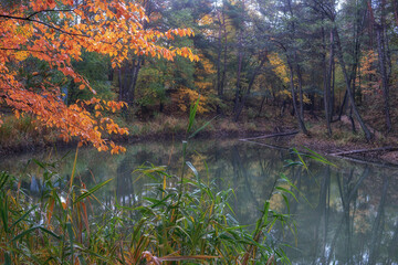 Bukowno staw Leśny Dwór w jesiennej szacie © pinus25