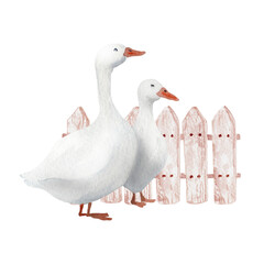 Watercolor hand drawn goose. Farm illustaration