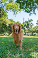 Golden retriever dog walking on the grass in the park