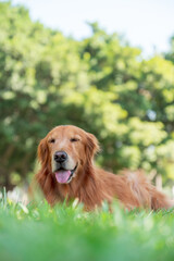 golden retriever lying on grass