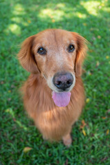 Golden Retriever sitting on grass looking at camera