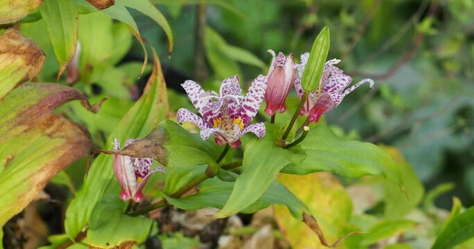 ricyrtis formosana | Lis des crapauds de Formose. Grappes de fleurs &eacute;toil&eacute;es, blanches, mouchet&eacute;es de pourpre au bout tiges arqu&eacute;es au feuillage lanc&eacute;ol&eacute; vert brillant