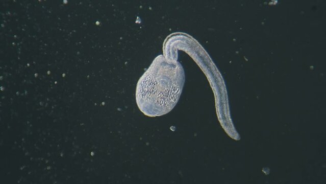 Trematode parasitic worm is escaping leaving parent body microscopical dark field view