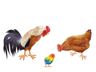 coq, poule, oiseau, ferme, oeuf, coloré, étonné, étonnant, regardant, français, domestique, couple, nature, volaille, lgbt, poussin, bleu, rose, vert, drapeau, nationaliste, Européen, 