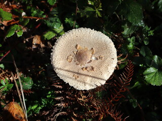 false drum mallet, covered with drops of morning dew