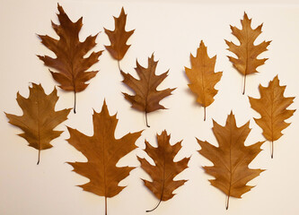 Naklejka na ściany i meble brown oak autumn leaves on white background