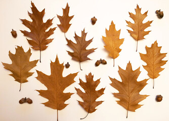 brown oak autumn leaves on white background