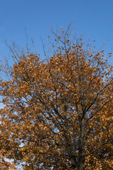 Fototapeta premium autumn colorful leaves on a tree with blue sky background