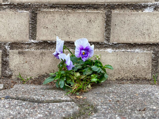 Stiefm&uuml;tterchen w&auml;chst in einer Betonritze