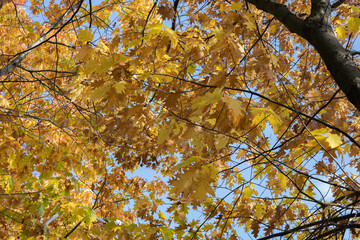 autumn colorful leaves on a tree with blue sky background