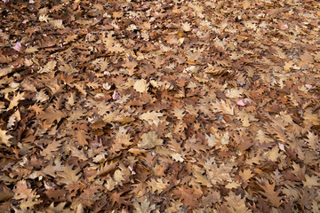 texture of brown oak leaves autumn