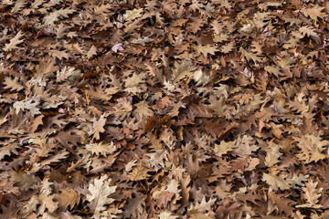 texture of brown oak leaves autumn