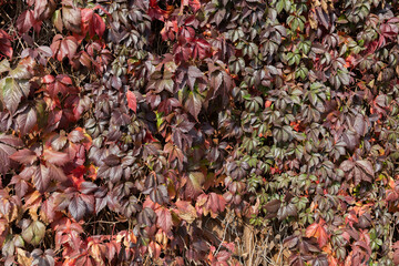 red autumn leaves background