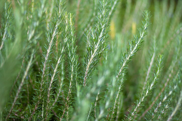 Fototapeta na wymiar Close-up fresh organic Rosemary herb grow outdoor. Aromatic and medicinal PIanta. Healthy, natural condiments for cooking, making a honey Bio ingredients for cosmetics,