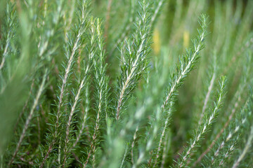 Close-up fresh organic Rosemary herb grow outdoor. Aromatic and medicinal PIanta. Healthy, natural condiments for cooking, making a honey Bio ingredients for cosmetics,
