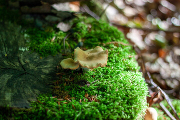 Herbstzeit ist Pilzzeit